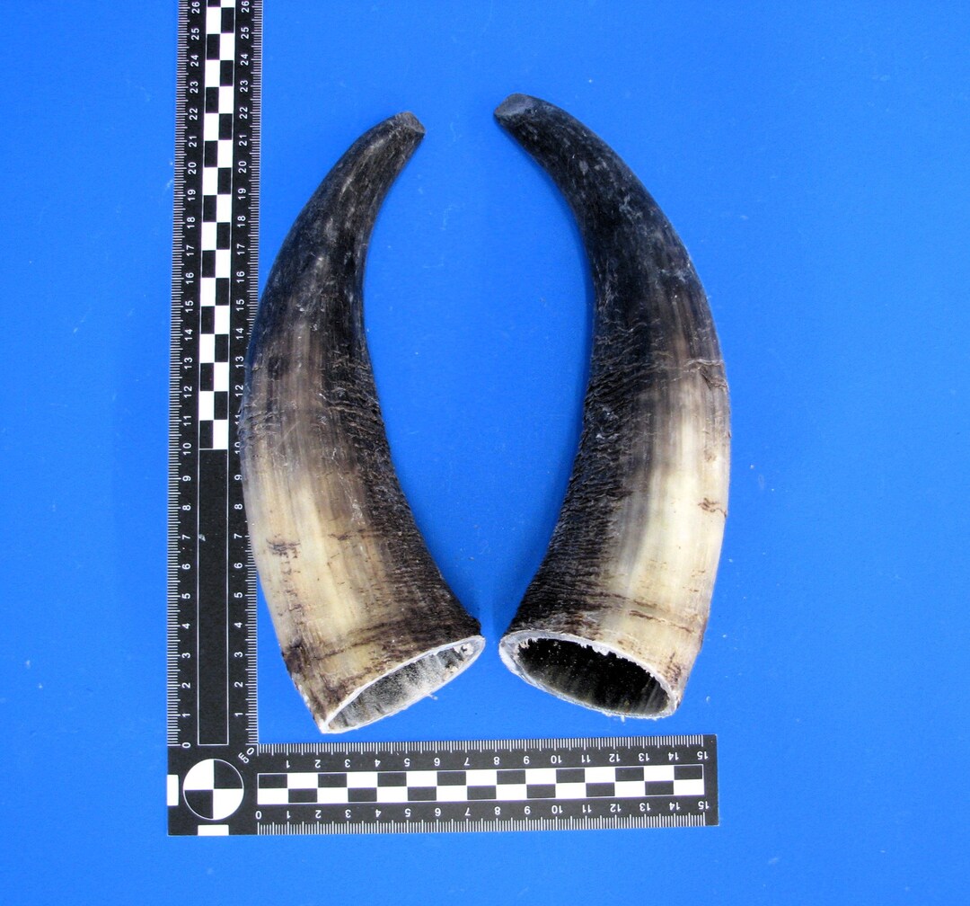 Cattle Horns Pair Pair of Cattle Horns Pair of Cow Horns Etsy