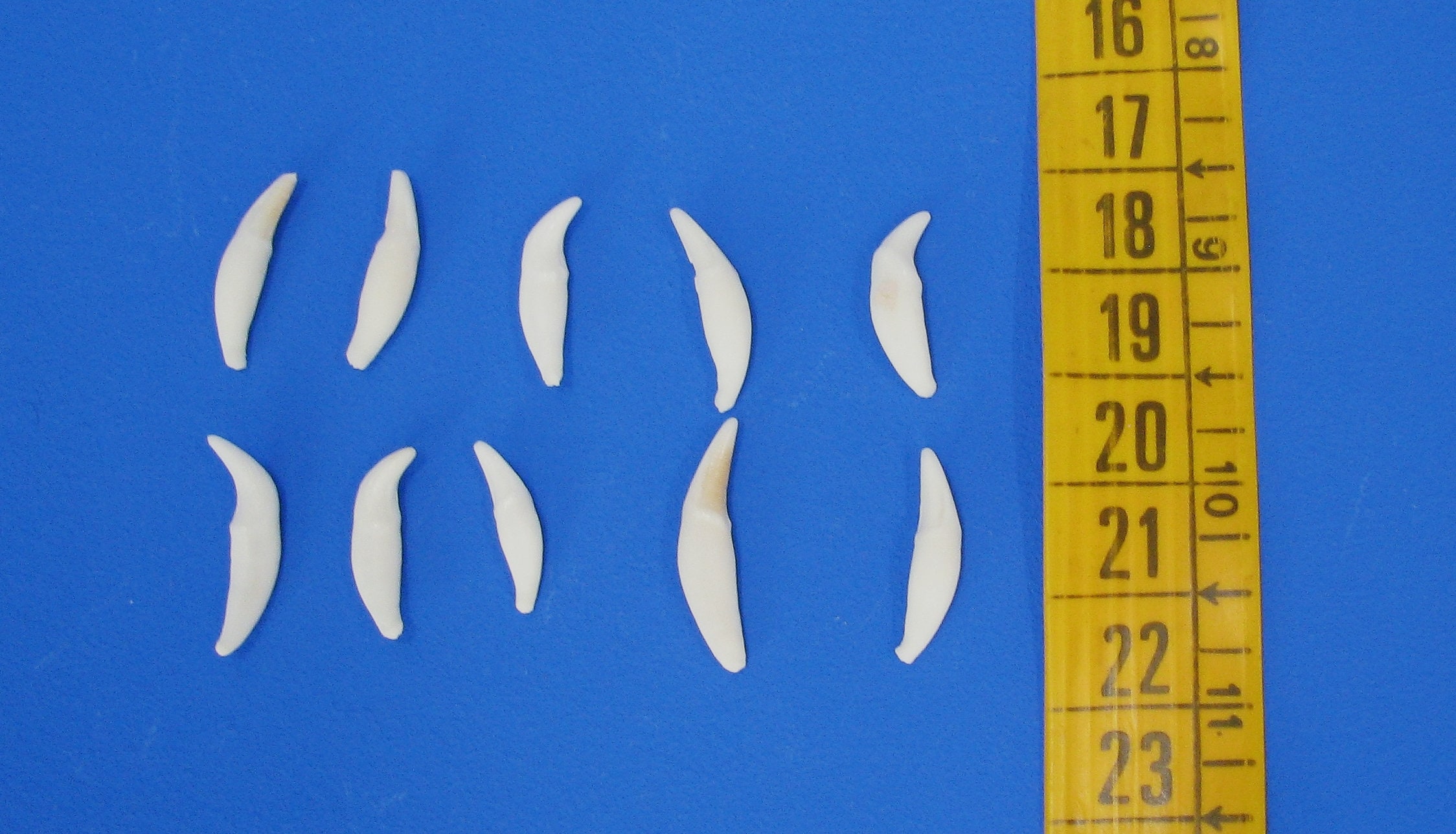 Real Animal Teeth / 10 X Canines Martens. Teeth for Jewelry - Etsy Real Animal Teeth / 10 X Canines Martens. Teeth for Jewelry - Etsy