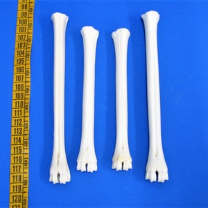 Könnte beinhalten: Vier weiße knochenartige Objekte, möglicherweise Tierknochen, sind in einer Reihe auf einer blauen Oberfläche angeordnet. Ein gelbes Maßband ist auf der linken Seite des Bildes sichtbar.