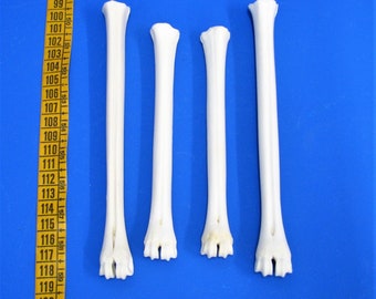 Pak van 4 beenbeentjes, middenvoetsbeentjes van herten. Echte botten om te versieren, inclusief dierenbotten als ambachtelijke botten