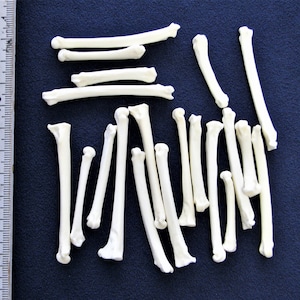 Pack of 20 metatarsals predominantly fox. Real bones for decorating, including animal bones as craft bones