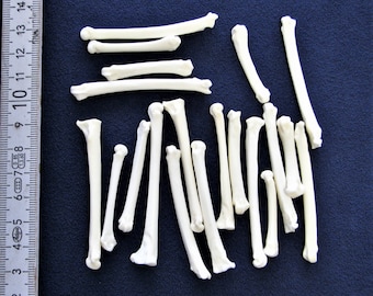 10 pack of metatarsal bones predominantly fox. Real bones for decorating, including animal bones as craft bones