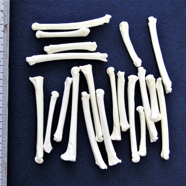 Pack of 20 metatarsals predominantly fox. Real bones for decorating, including animal bones as craft bones