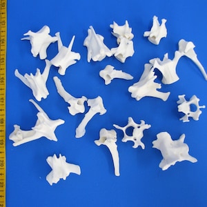 Pack de 20 os vertébraux principalement de renard. De vrais os à décorer, y compris des os d'animaux comme os artisanaux