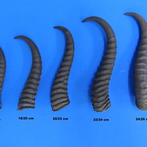 Può includere: Cinque corna scure e curve di varie dimensioni, disposte su sfondo blu. Le corna hanno una consistenza a coste e variano da 16/18 cm a 24/26 cm. Ogni corno è di colore scuro, antracite.