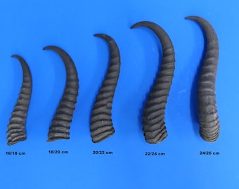 Corna di springbok, corna singole di springbok, selezione per lunghezza / prezzo per 1 corno