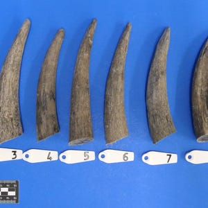 Könnte beinhalten: Zehn braune Tierhörner, von 1 bis 10 nummeriert, sind in einer Reihe auf einer blauen Oberfläche angeordnet. Die Hörner sind alle unterschiedlich groß und geformt.