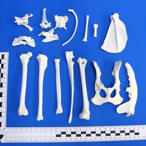 May include: A collection of white plastic animal bones, including a rib cage, leg bones, and a pelvis. The bones are arranged on a blue surface with a ruler for scale.