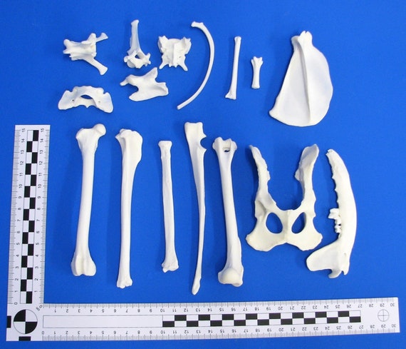 Real Bone Set