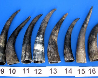Corne de bétail ou corne de vache, véritable corne d&#39;animal, cornes de bétail, vierge pour corne à boire ou autres projets d&#39;artisanat