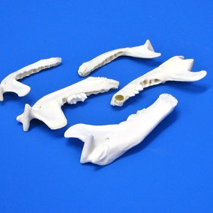 5 pack of jawbones in the mix of various species. Real bones for decorating, including animal bones as craft bones