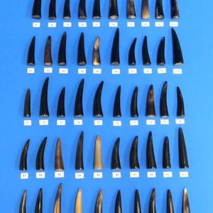 Può includere: Cento punte di corno, disposte in dieci file di dieci, su uno sfondo blu. Le punte sono di varie tonalità di marrone e nero.