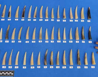 Kudu horns, solid horn tip partially polished, solid kudu horn, real animal horn, decorative horn, solid horn for further processing