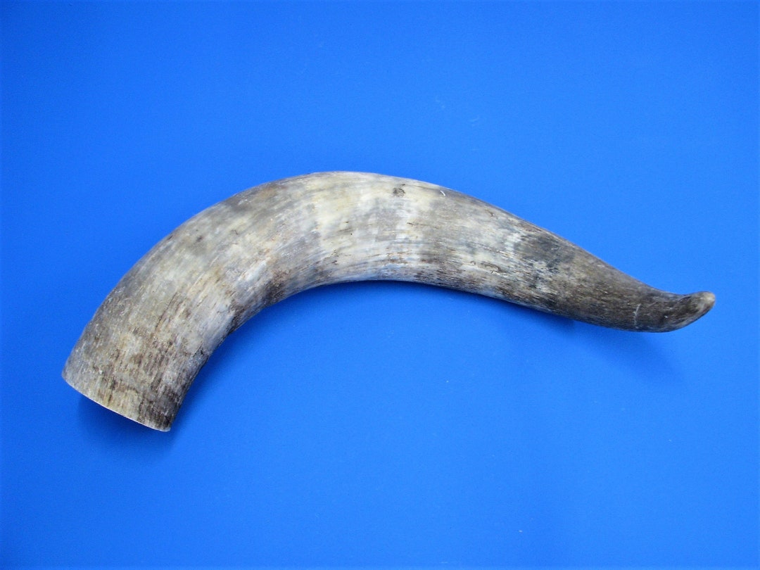 Beef Horn XL Cow Horn Real Animal Horn With Oversize Etsy