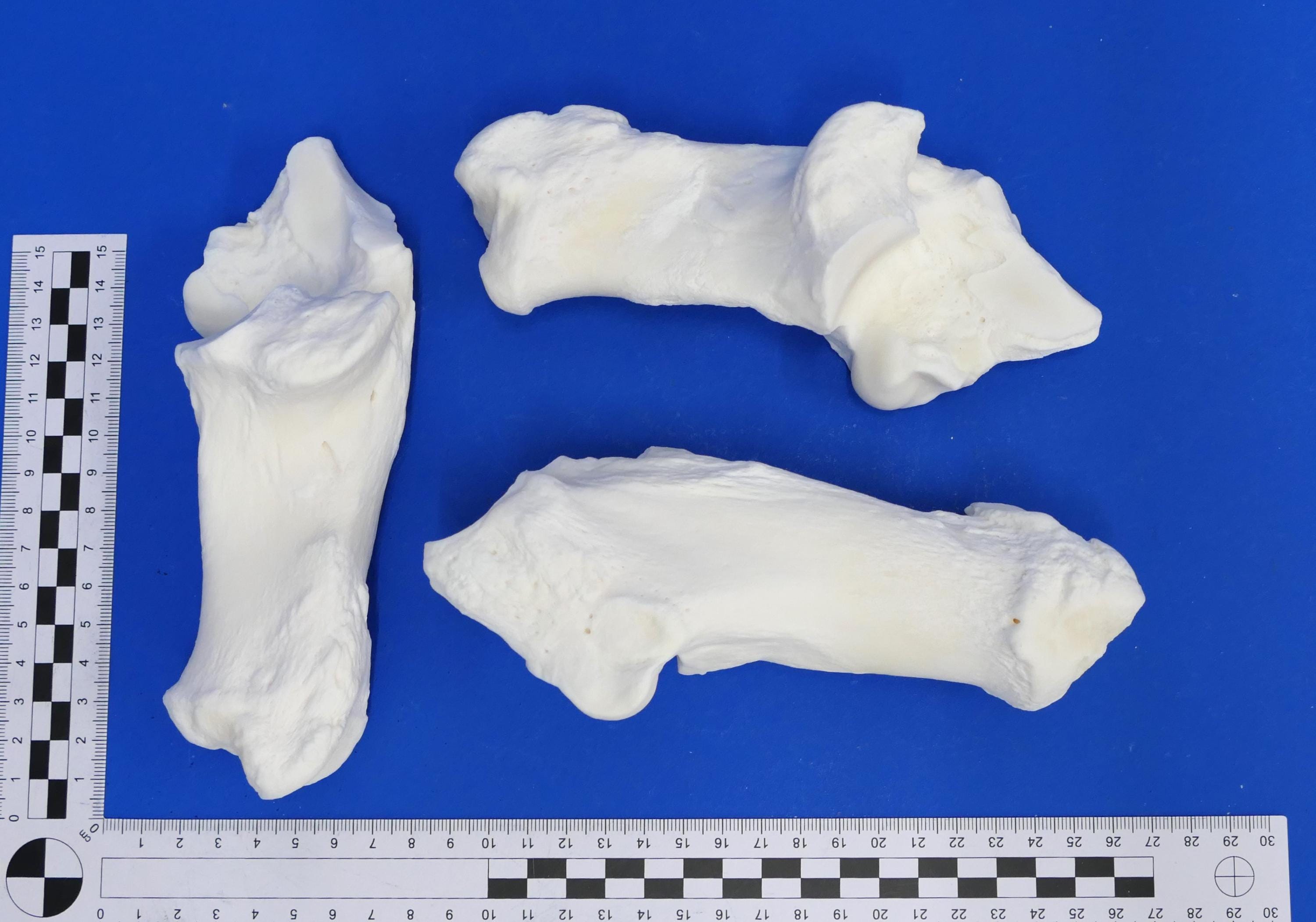1 x heel bone from cow. Cow bone joint. Real bones for decoration, including animal bones for crafting. Price per 1 piece