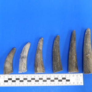 Könnte beinhalten: Zehn unterschiedlich große Stücke aus braunem Tierhorn, die auf einer blauen Oberfläche nach Größe geordnet sind, vom kleinsten bis zum größten. Am unteren Rand des Bildes ist ein Lineal zu sehen.