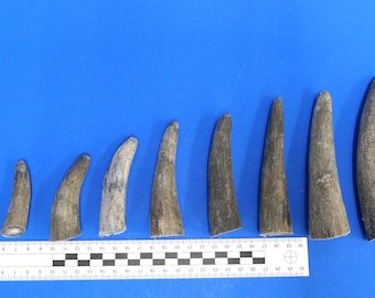 Rinderhörner, massive Hornspitze naturbelassen, massiv schwarzes Kuhhorn, echtes Tierhorn, Hornenden, massives Horn für weitere Verarbeitung