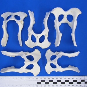 Op de afbeelding: Vier witte anatomische modellen van een menselijke ribbenkast, gemaakt van plastic. De modellen zijn in een rij op een blauwe ondergrond geplaatst. De modellen zijn ongeveer 25 cm lang.