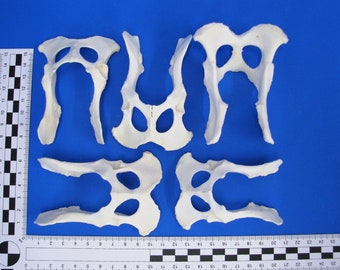 Pack of 5 pelvic bones, mainly fox. Real bones for decoration, including animal bones for crafting
