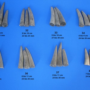 Könnte beinhalten: Acht Sätze von Geweihspitzen, wobei jeder Satz mit einer Nummer von 31 bis 38 gekennzeichnet ist. Jeder Satz enthält drei Geweihspitzen in verschiedenen Größen. Die Geweihspitzen sind hellbraun und haben eine raue Textur. Die Geweihspitzen sind in Reihen auf einem blauen Hintergrund angeordnet. Jeder Satz ist mit einer Nummer und den Maßen in Zentimetern und Millimetern gekennzeichnet.