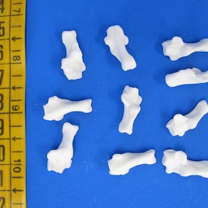 Op de afbeelding: Tien witte anatomische botmodellen van plastic op een blauwe achtergrond. De botten zijn willekeurig gerangschikt.