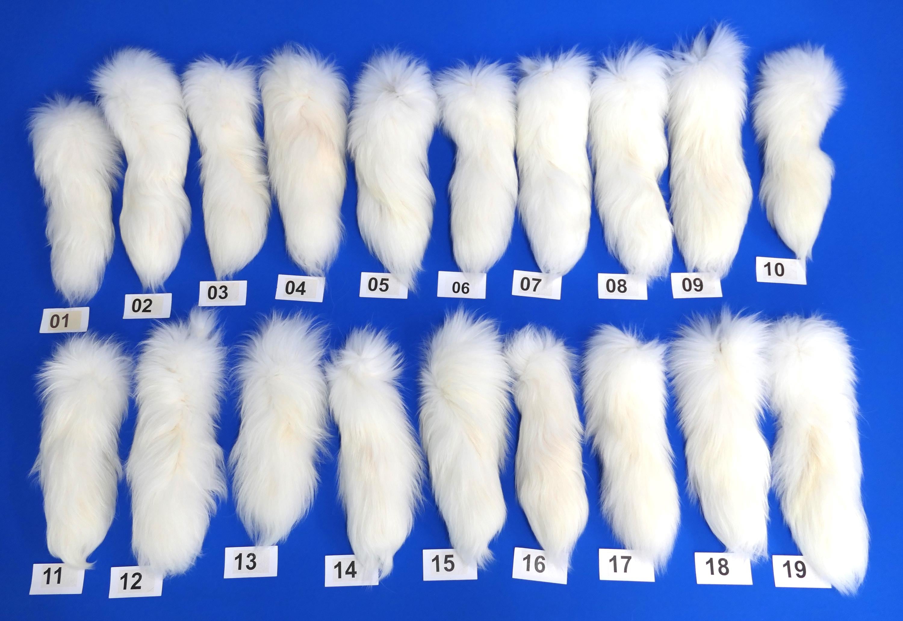 Tanuki Tail White, Raccoon Dog, or Finn Racoon. Dense Winter Fur
