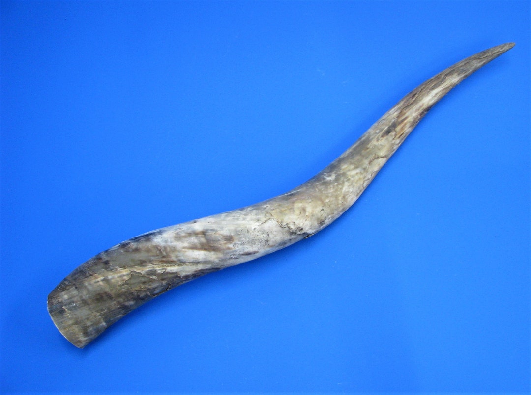 Beef Horn XXL, 81 Cm Long Cow Horn, Real Animal Horn With Oversize