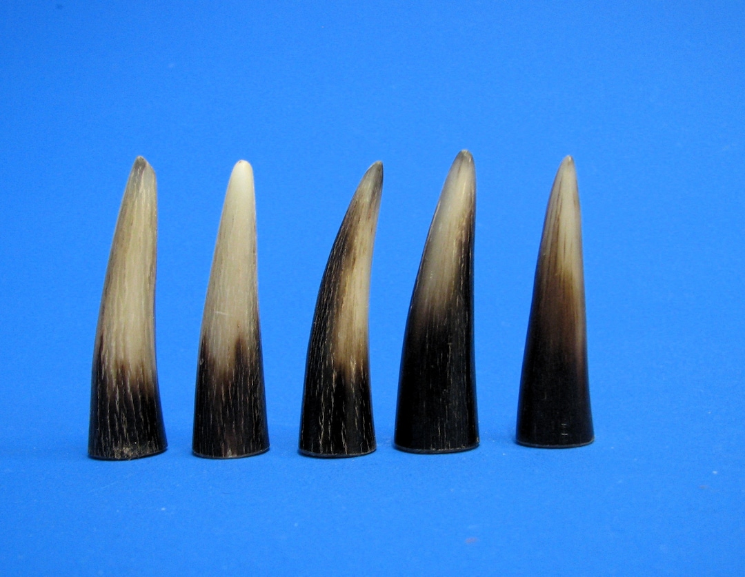 Cattle Horns 5 Polished Horn Tips Solid Cattle Horn Real Etsy