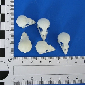 Real bird skulls. Small ornamental bird skulls. Real bones/skulls for decoration, etc. Animal skulls for crafts.