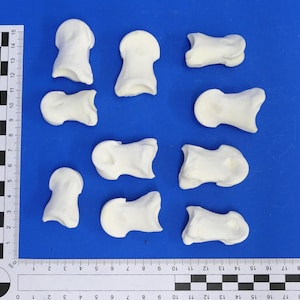 Short deer foot bones. Real bone for decoration, among other things. Animal bones for crafting.