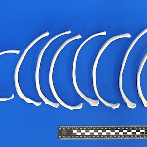 May include: A set of ten white, curved, rib bones arranged in order of size on a blue background. A ruler is visible in the bottom right corner of the image.