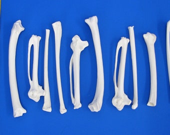 Pak van 10 eendenvleugelbotten. Echte botten voor het versieren van bijvoorbeeld dierlijke botten als ambachtelijke botten, echte vogelbotten, buisvormige botten