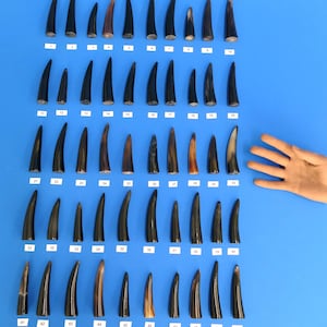 Può includere: Una collezione di 50 corna lucide, ognuna con una forma e una variazione di colore uniche, disposte su uno sfondo blu. Le corna variano dal nero al marrone e al beige. I numeri da 1 a 50 sono stampati su piccole etichette bianche.