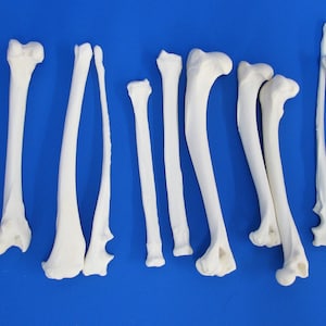 Pack of 10 leg bones, mostly fox. Real bones for decoration, including animal bones for crafting.