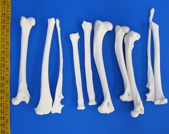 Pack de 10 os de pattes principalement de renard. De vrais os à décorer, y compris des os d'animaux comme os artisanaux