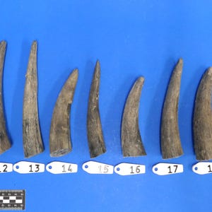 Könnte beinhalten: Zehn braune, gekrümmte Hörner in verschiedenen Größen und Formen, nummeriert von 11 bis 20, in einer Reihe auf einer blauen Oberfläche angeordnet.