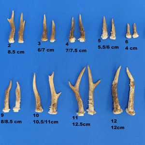 Könnte beinhalten: Dreizehn Paar Hirschgeweihe in verschiedenen Größen und Formen, auf einer blauen Oberfläche ausgelegt. Die Geweihe sind von 1 bis 13 nummeriert, mit Maßen in Zentimetern unter jedem Paar.