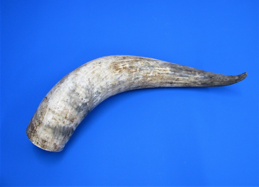 Beef Horn XL Cow Horn Real Animal Horn With Oversize Etsy