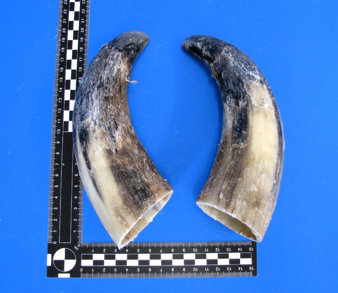 Cattle Horns Pair Pair of Cattle Horns Pair of Cow Horns Etsy