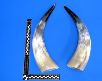 Polished cattle horns - pair, pair of cattle horns, pair of cow horns, real animal horn, decorative horn, pair of horns No. EP-60
