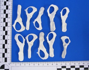 Może przedstawiać: Dziesięć białych plastikowych modeli anatomicznych kręgów, przypominających kości, na niebieskim tle. Modele są ułożone w dwóch rzędach, z linijką w lewym dolnym rogu.