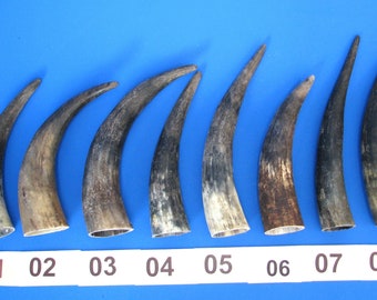 Corne de bétail ou corne de vache, véritable corne d&#39;animal, cornes de bétail, vierge pour corne à boire ou autres projets d&#39;artisanat