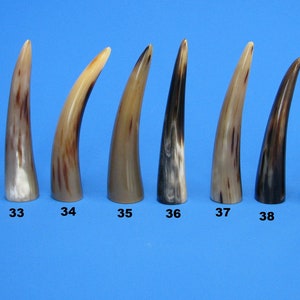 Könnte beinhalten: Zehn Hornspitzen, nummeriert von 31 bis 40, sind in einer Reihe auf einem blauen Hintergrund angeordnet. Die Spitzen sind in verschiedenen Brauntönen und Schwarz gehalten, einige haben ein mehr geflecktes Aussehen.