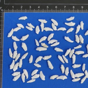 Pode incluir: Uma coleção de aproximadamente 50 pequenas conchas brancas em forma de dentes sobre um fundo azul.