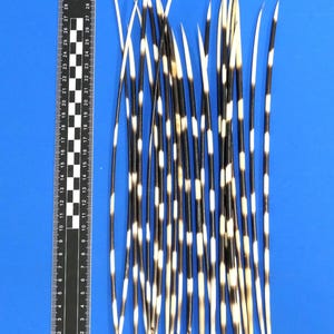 Könnte beinhalten: Eine Sammlung von 18 schwarz-weiß gestreiften Federn, jede etwa 38 cm lang, vertikal auf einem blauen Hintergrund angeordnet. Ein Lineal ist zur Skalierung enthalten.