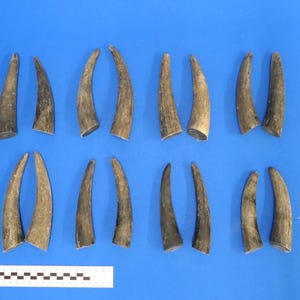 Könnte beinhalten: Eine Sammlung von 18 braunen Tierhörnern, angeordnet in zwei Reihen zu je neun. Die Hörner sind alle unterschiedlich groß und geformt, aber sie bestehen alle aus dem gleichen Material.