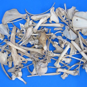 Può includere: Una collezione di ossa di animali assortiti su uno sfondo blu. Le ossa sono di varie dimensioni e forme, e alcune hanno i denti.