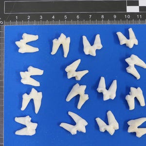Könnte beinhalten: Eine Sammlung von 14 weißen Zähnen auf blauem Hintergrund. Die Zähne sind in Reihen angeordnet und alle von ähnlicher Größe und Form.
