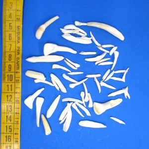 May include: A collection of white teeth on a blue background. The teeth are of varying sizes and shapes, and some are broken or chipped.