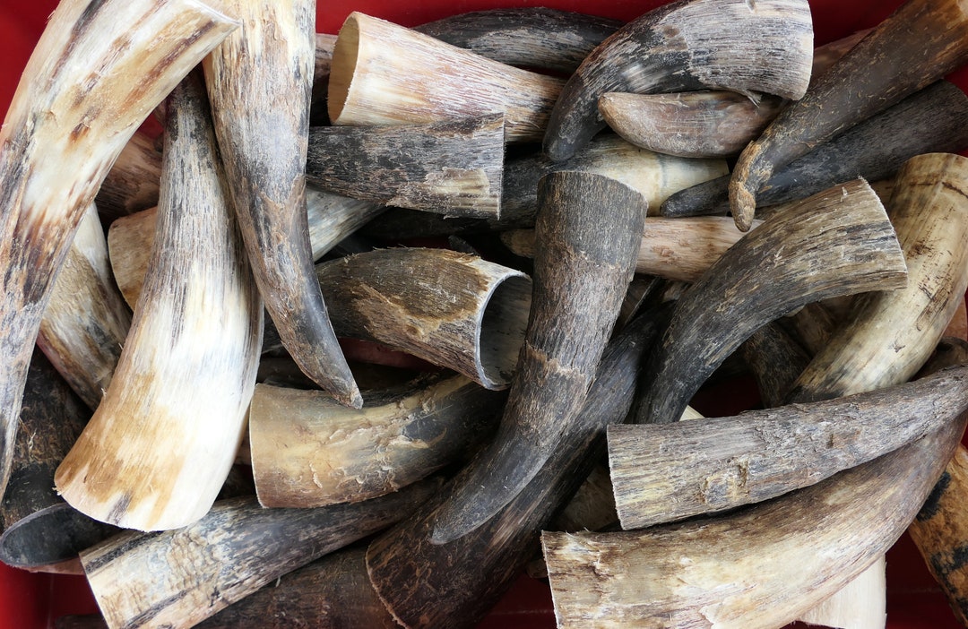 1 Corno 20 - 90 Cm Noble Vacca Corna Rinder Corna Da Toro Corna - Foto 9